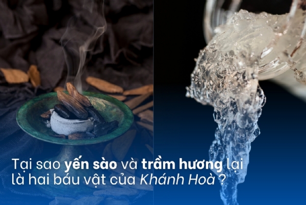 Tại sao Yến Sào và Trầm Hương là hai báu vật của Khánh Hoà ?
