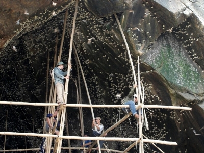 Hành Trình Từ Tổ Yến Đến Tay Bạn – Câu Chuyện Của Khaviet Nest